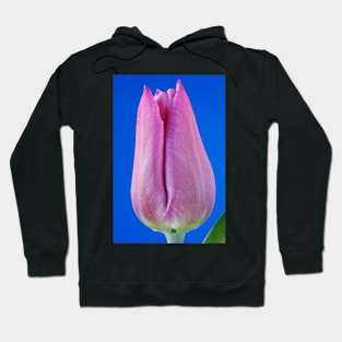 Tulipa  &#39;Blue Beauty&#39;   Triumph Group Tulip Hoodie